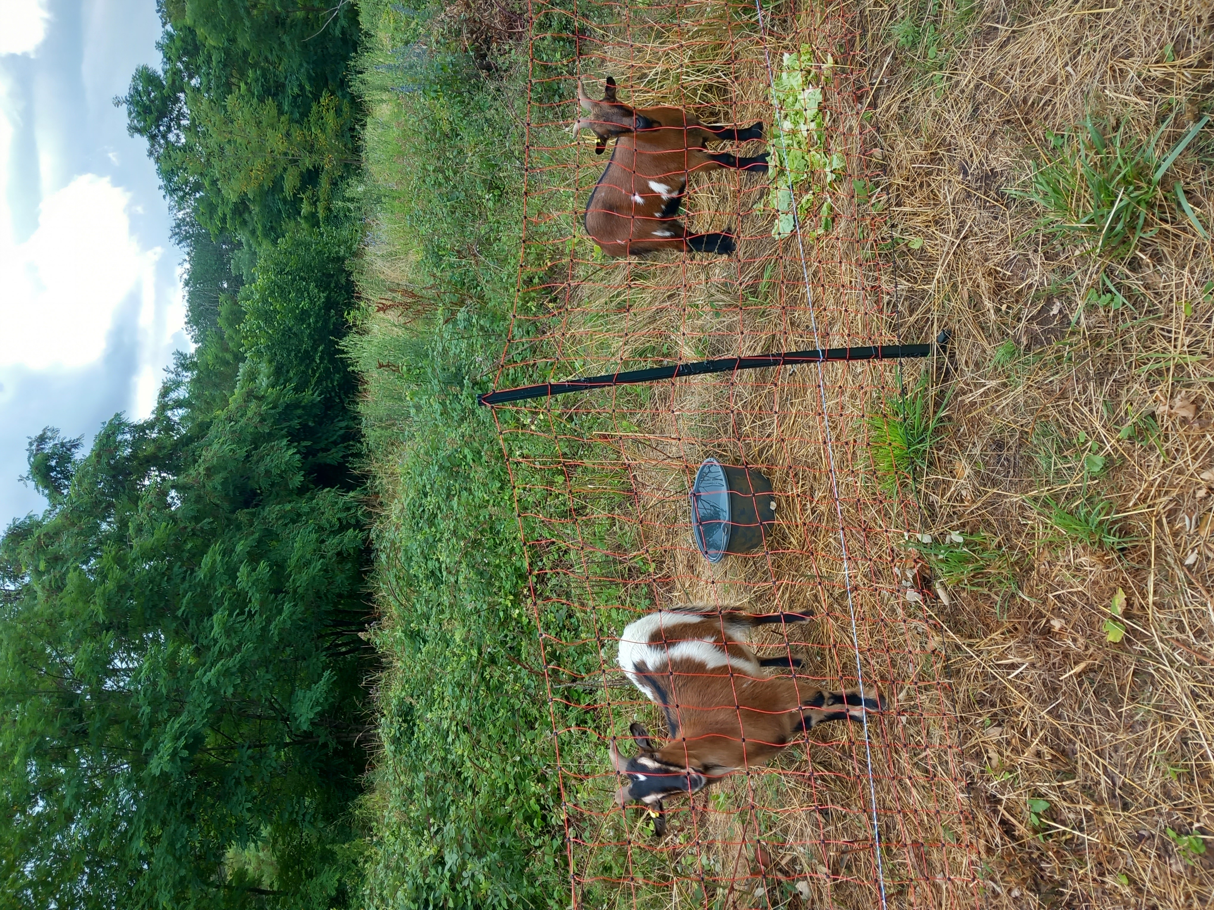 éco-pâturage Boussières