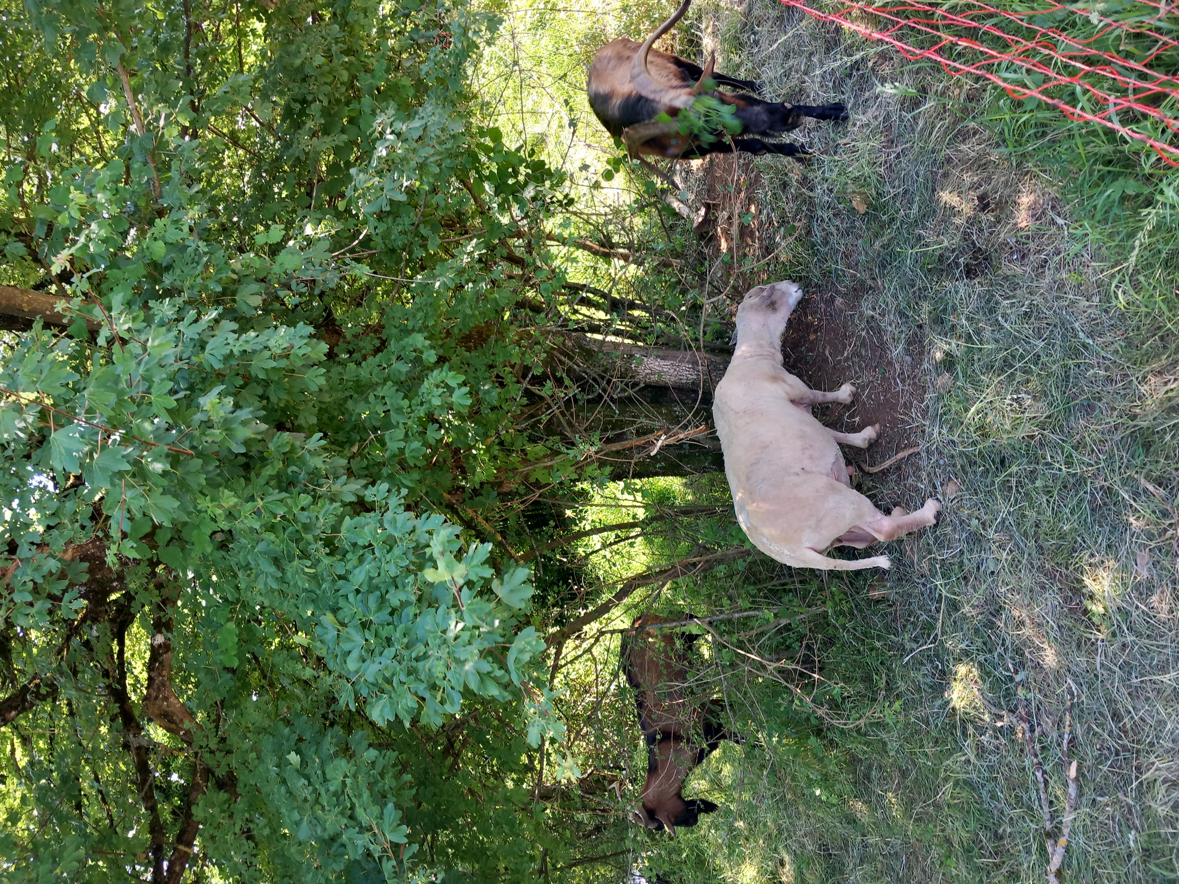 éco-pâturage Larnod